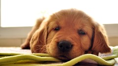 White Animals Dogs Puppies