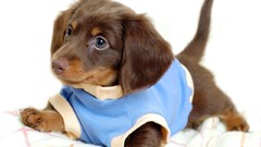 White Animals Dogs Puppies