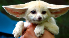 White Animals fennec fox