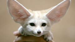 White Animals fennec fox