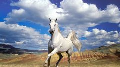 White Animals Horses