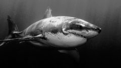 White Animals Sharks grayscale