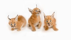 White background caracal baby animals