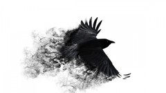 White background crows minimalistic