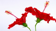 White background hibiscus red flowers