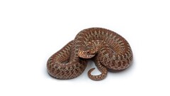 white background Reptiles Animals snake Simple Background