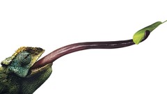 White background tongue Reptiles chameleons