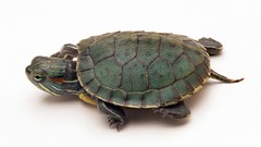 White background turtles