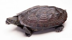 White background turtles
