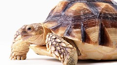 White background turtles