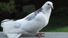 White Birds Animals outdoors