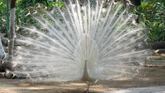 White Birds Animals outdoors