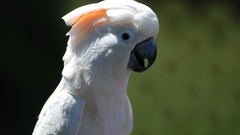 White Birds Animals Parrots