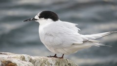 White Birds feathers