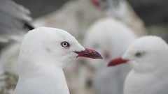 White Birds feathers