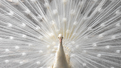 White Birds feathers dancing