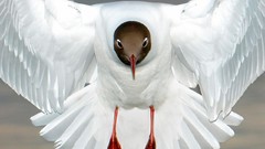 White Birds national geographic