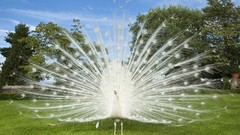 White Birds Peacocks