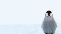 White Birds Penguins baby