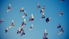 White Birds Pigeons ubuntu skyscapes