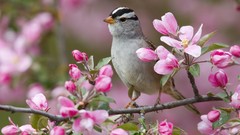 White Birds sparrow Montana pink flowers
