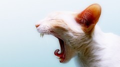 White brown Persian Iranian