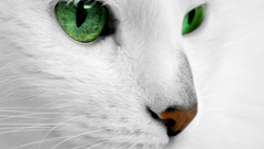 White cats Animals green