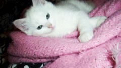 White cats Animals green