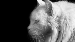 White cats Animals greyscale