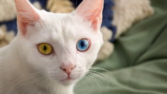 White cats Animals heterochromia