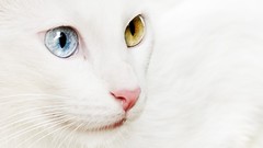 White cats Animals heterochromia