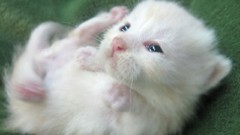 White cats Animals Kittens
