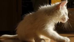 White cats Animals Kittens