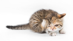 White cats Animals Kittens