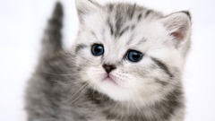 White cats blue eyes