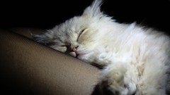 White cats fluffy Kittens furry animals