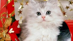 White cats furry pets