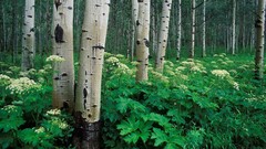 White Colorado rivers forests National