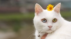 White Daisy van kedisi