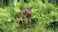White deer fawn