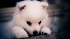 White Dogs Puppies samoyed