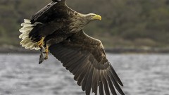 White Eagles scottish