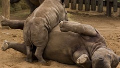 White Earth rhinoceros national geographic
