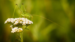 White flowers
