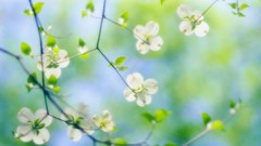 White flowers blossoms