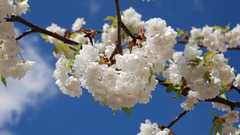 White Flowers flower
