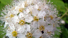 White Flowers flower