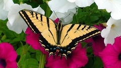 White Flowers insect joda