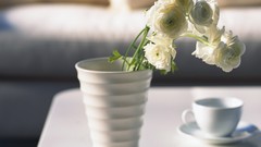 White flowers still life indoors
