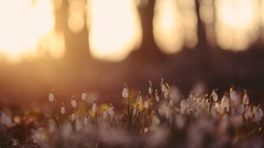 White flowers sunlight blurred background depth of field